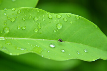 雨上がりのくろもじ（黒文字）
くろもじ（黒文字）の葉は、細長い楕円形で、一般的に先端が尖っています。長さは5～10cm、幅は2～5cm程度です。葉は春から初夏にかけての成長期には鮮やかな緑色をしており、秋には黄色に変わります。この季節ごとの色の変化も、特徴的な魅力の一つです
