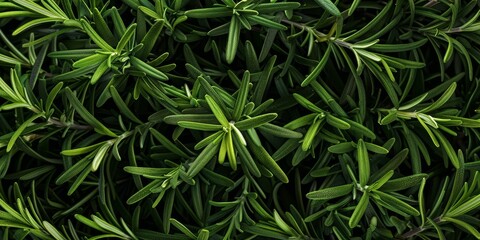 Fototapeta premium Farming, organic produce, and lifestyle studio background with rosemary plant. Eco farm market, fiber diet, and herb agriculture herb closeup with fresh, aromatic flavor and health.