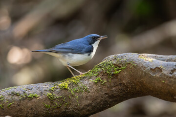 Siberian Blue Robin perched on a tree trunk