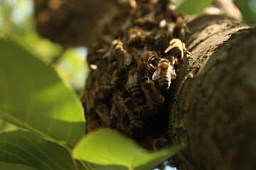 bee swarm on a tree
