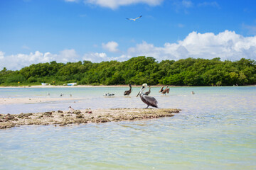 pelicans rest on a rocky island of chuburna mangrove