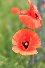 Obraz premium Red poppy. Flowers on a lawn or clearing. Spring flowers, natural background. Beautiful poppy blossoms on a sunny day. Flowers close up. Papaver rhoeas