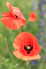 Obraz premium Red poppy. Flowers on a lawn or clearing. Spring flowers, natural background. Beautiful poppy blossoms on a sunny day. Flowers close up. Papaver rhoeas