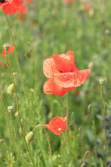 Red poppy. Flowers on a lawn or clearing. Spring flowers, natural background. Beautiful poppy blossoms on a sunny day. Flowers close up. Papaver rhoeas