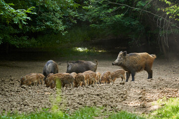 Wild hogs in the forest