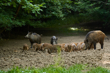 Wild hogs in the forest