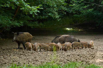 Wild hogs in the forest