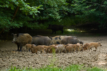 Wild hogs in the forest