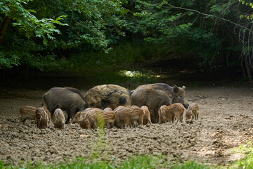 Wild hogs in the forest
