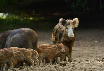 Wild hogs in the forest