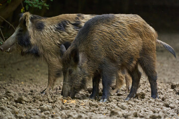 Wild hogs in the forest