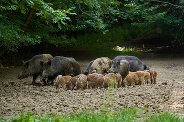 Wild hogs in the forest