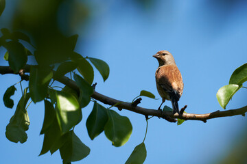 Female warbler bird on apple tree branch against blue sky background.