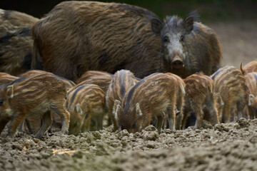Wild hogs in the forest