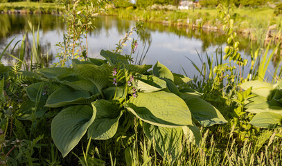 A close-up shot of a hosta plant growing on the edge of a pond, with delicate pink flowers and large, green leaves. The reflection of the sky and surrounding greenery is visible in the water.
