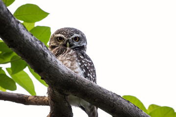 Spotted Owlet, Athene brama perching on a tree branch in forest park, Owl with yellow big eyes,  white eyebrows and neck-band, blank area for copyspace