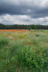 Dramatischer Wolkenhimmel über einer sommerlichen Blumenwiese am Radweg 