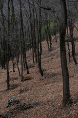 Obraz premium 낙엽속의 나무들