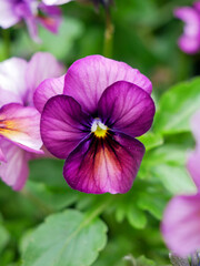 Pansy an ornamental flowerbed and an edible plant. Spring flower in garden. Close up. 