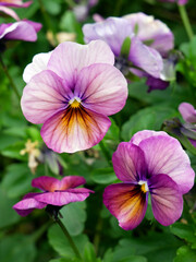 Pansy an ornamental flowerbed and an edible plant. Spring flower in garden. Close up. 