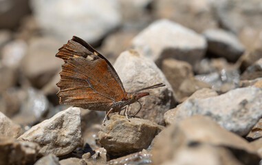long-nosed butterfly picking up minerals on the ground, European Beak, Libythea celtis