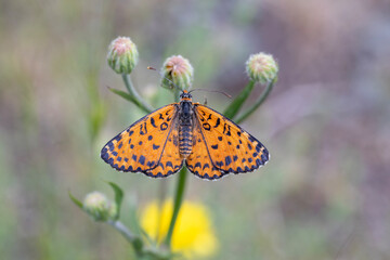 Beautiful iparhan butterfly ; Melitaea trivia ( Syriaca )