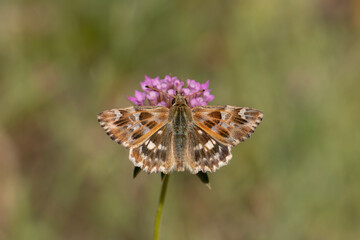 little butterfly feeding on pink flower, Marbled Skipper, Carcharodus lavatherae