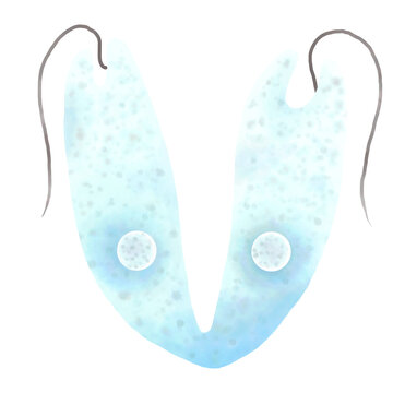 Euglena