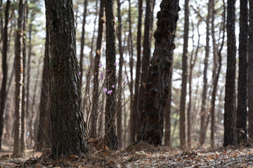소나무 숲의 진달래
