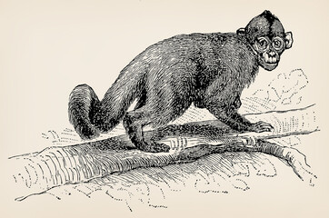 Obraz premium The Colombian white-faced capuchin (Cebus capucinus). Antique stylized illustration.