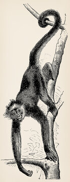 The white-bellied spider monkey (Ateles belzebuth). Antique stylized illustration.