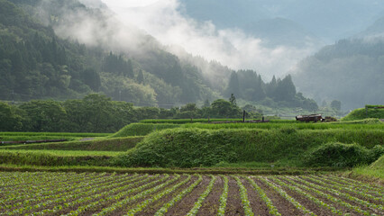Rice fields with a scenic background with mist.