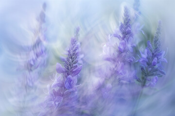 Obraz premium blurred abstract wildflowers pastel purple lavender tones motion blur still life photography