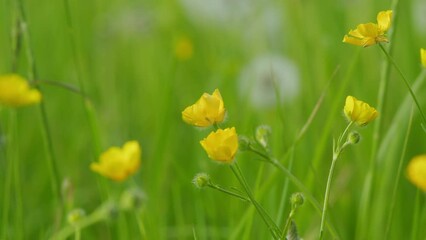 Lot of creeping buttercups beautiful buds green background. Tiny ranunculus repens flower.