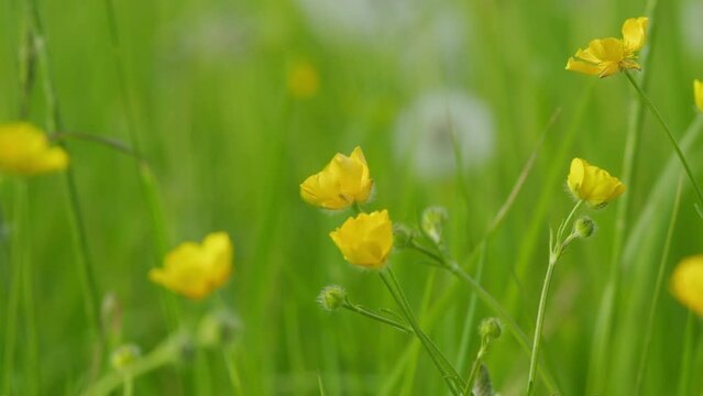 Lot of creeping buttercups beautiful buds green background. Tiny ranunculus repens flower.
