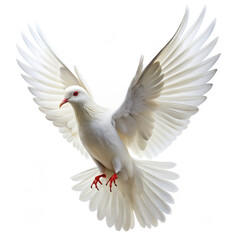 Obraz premium white dove isolated on white