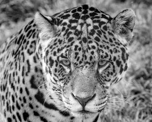 close up of a leopard