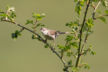 Whitethroat on a branch