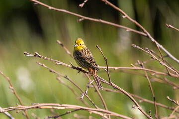 yellowhammer on a branch
