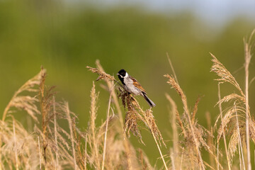 Reed bunting in the reeds