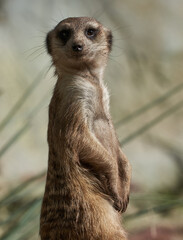 Different animals such as crocodiles, turtles, parrots, parrots, vipers, swans, exotic fish, herons in a reservoir park