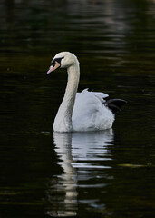 Different animals such as crocodiles, turtles, parrots, parrots, vipers, swans, exotic fish, herons in a reservoir park