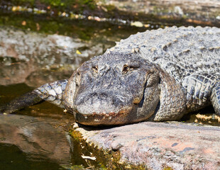 Different animals such as crocodiles, turtles, parrots, parrots, vipers, swans, exotic fish, herons...