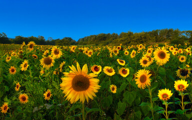 Fototapeta premium sunflower field with sky