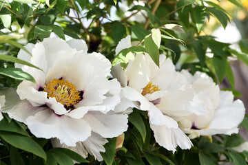 Peony flower. large white flowers with green leaves. delicate white peony flowers with yellow pollen inside, blooming in the garden. beautiful multi-colored peony, macro close-up background.