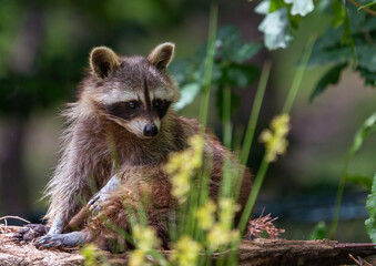 Waschbär im Blumenbeet © GERHARD