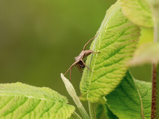 Nursery Web Spider Predating Another Spider