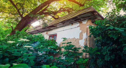 Abandoned old mud house with wooden windows in weeds under tall green tree. Ancient architecture.