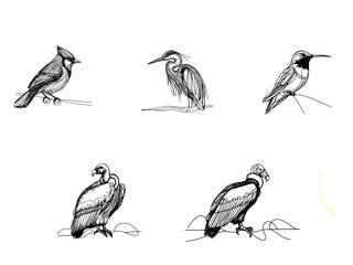 collection of birds