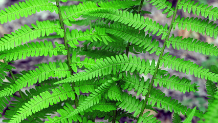 Colorful ferns leaves green foliage natural floral fern background in sunlight. green fern leaves in the forest for background. Natural green fern leaves texture in the forest close up